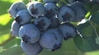 Cooking Up A Story: Freezing Fruit for All Seasons