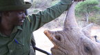 PBS Indies: Milking the Rhino (season 10, episode 18)