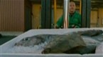 Movieola Shorts: Drama: Way Of The Flounder