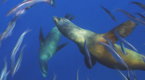 Journey to the Sea of Cortez: Sea Lions Agile Hunters