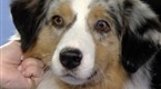 National Dog Show: The 2007 National Dog Show
