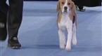 National Dog Show: The 2008 National Dog Show