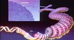The Nobel Prize: He Surfs, He Walks Mazes, He Invents PCR: Profile of Biochemist Kary Mullis