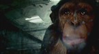 28 Days Later: Infected Apes