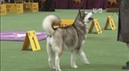 Westminster Kennel Club Dog Show: Working Group