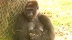 The Birds and The Bees: Breeding Success: More Baby Gorillas, Born, Survive, in Zoos