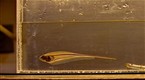 The Birds and The Bees: Current Affairs: How Electric Fish Communicate to Mates