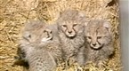 The Birds and The Bees: Why Don’t Captive Cheetahs Breed? Culprit: Soy in Diet