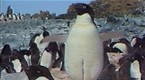 The Birds and The Bees: How Penguins Recognize Calls of Their Mates, Babies, in Din of Penguin Colony