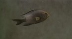 The Birds and The Bees: Silent Deep Isn’t So Silent: Translating Fish “Chatter”