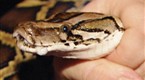 The Animal Extractors: Backyard Python (season 1, episode 11)