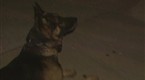 LAPD: Life On The Beat: Episode 30 (season 3, episode 30)