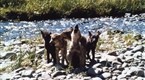 Wolves