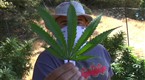 The Green Rush
