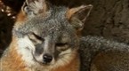 Earth Day: Channel Island Foxes Saved from Extinction in Record Time