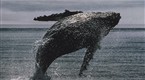 National Geographic Specials | Whales in Crisis | PBS