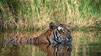 National Geographic Special | India: Land of the Tiger | PBS