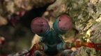 Wild: Killer Shrimp