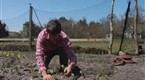 Edible Island: Harvesting Asparagus at Beetlebung Farm