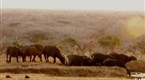 Hunter and Hunted: Rhino Charge