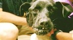 DogTown: Doggie Dentistry