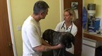Pets &amp; Their Vets: Episode 6 (season 1, episode 6)