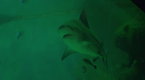 Wild: Sharks in the City