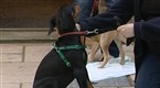 Pets &amp; Their Vets: Episode 5 (season 1, episode 5)