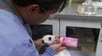 Wild: Panda Nursery