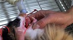 Pets &amp; Their Vets: Episode 3 (season 1, episode 3)