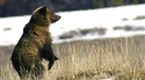 Expedition Wild: Big Bear Vs. Little Bears