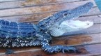 The Animal Extractors: Gator Trouble