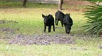 The Animal Extractors: Three Naughty Pigs