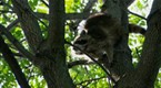 The Animal Extractors: Raccoon Rescue
