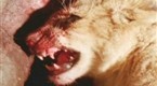 Hunter and Hunted: Tanzania Terror