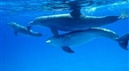 explore: Guardians of the Sea: Wild Dolphins