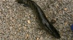 Hooked: Fishzilla: Snakehead Invasion (season 1, episode 3)