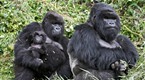 explore: Gorillas... 98.6 Percent Human