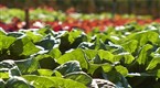 Gourmet's Diary of a Foodie: Living off the Land (season 1, episode 9)