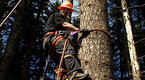 Ax Men: How to Climb a Tree	