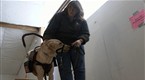 Dog Days: Service Dogs are Lifelines to Impaired, Disabled
