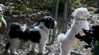Dog Days: Foreclosure Dogs Fill Shelters, Left By Owners Who Can't Afford Them