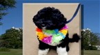 Dog Days: First Family Unveils Newest Member: "Bo" the Dog