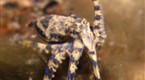 Dangerous Encounters: Blue Ring Octopus