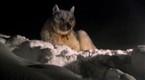 Dog Days: The Ice Dogs: Arctic Adventures of Two Siberian Huskies