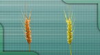 Food For Thought: Redesigning Nature Gene Technology (season 1, episode 5)