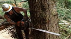 Ax Men: How to Cut a Tree    