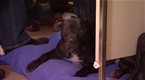DogTown: Dogfight (season 4, episode 1)