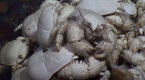 National Geographic News: Ghostly Yeti Crab Swarms Discovered Near Antarctica
