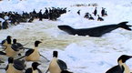 National Geographic Animals: Penguins vs. Leopard Seal